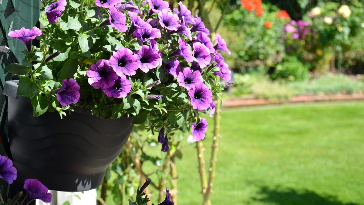 schnittgut. alles aus dem garten