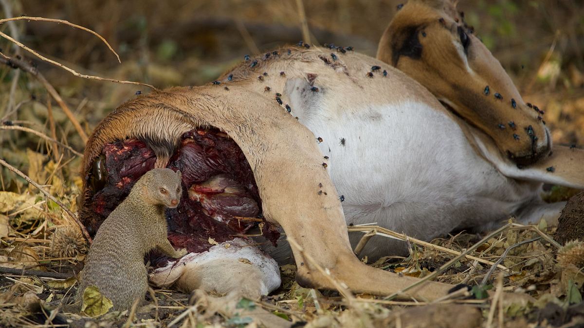 afrikas wilde tierwelt