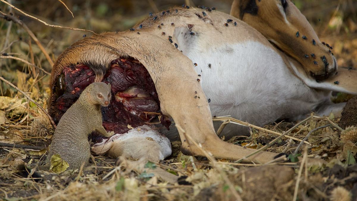 afrikas wilde tierwelt