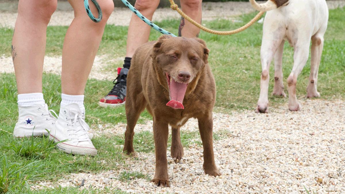 Pitbulls auf Bewährung pitbulls auf bewährung
