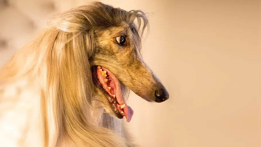 Der Hund - Des Menschen bester Freund der hund - des menschen bester freund