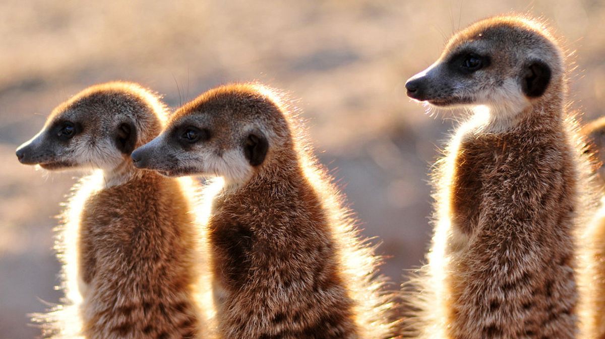 der clan der erdmännchen