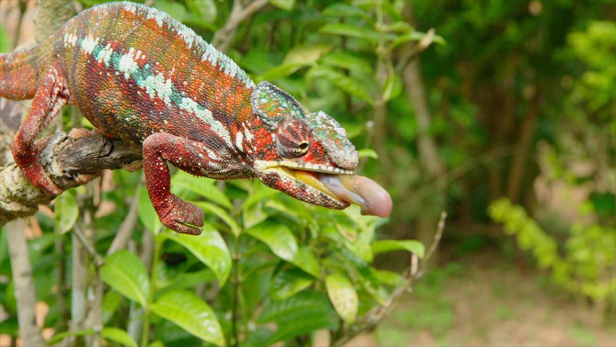 madagaskars tierische freaks
