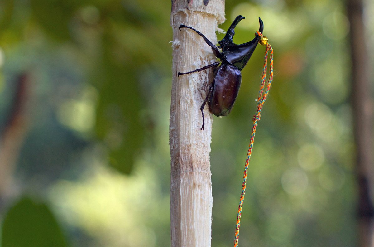 Insekten - Die heimlichen Herrscher insekten - die heimlichen herrscher