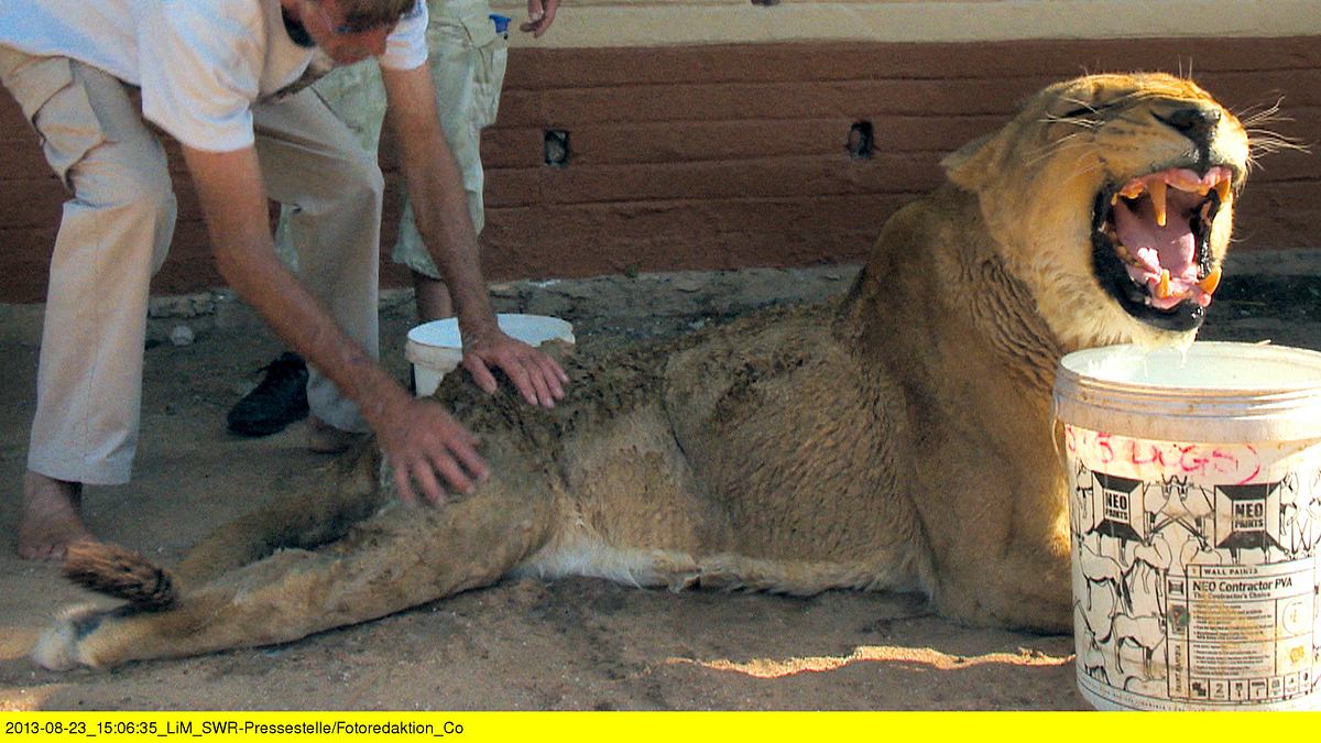 das waisenhaus für wilde tiere - abenteuer afrika