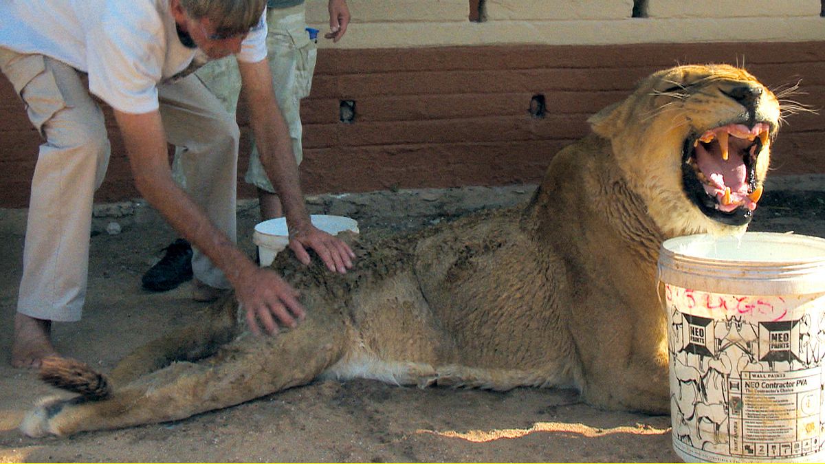 das waisenhaus für wilde tiere - abenteuer afrika