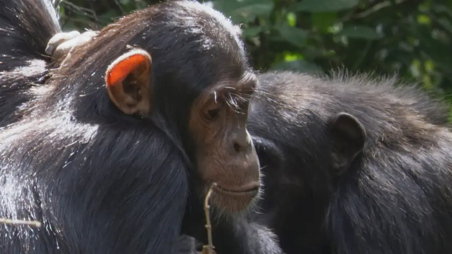 tierische doktoren