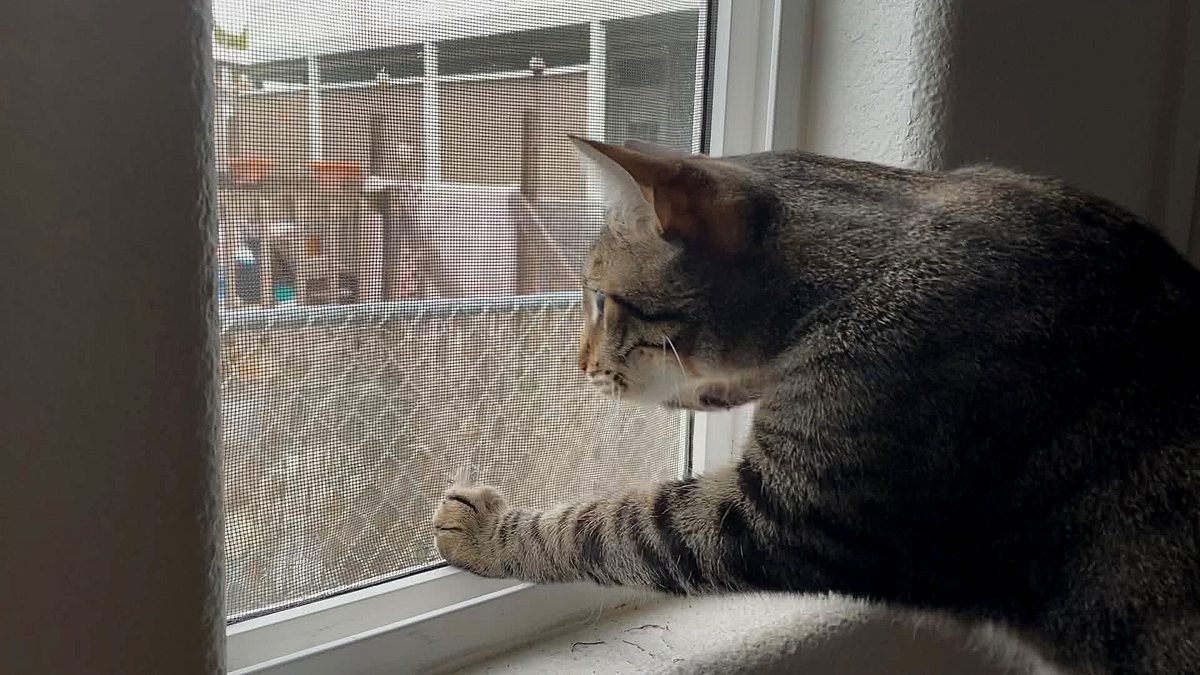 der katzenflüsterer