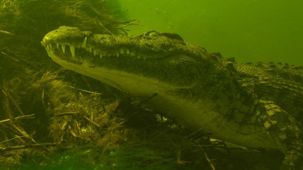 flut in der kalahari