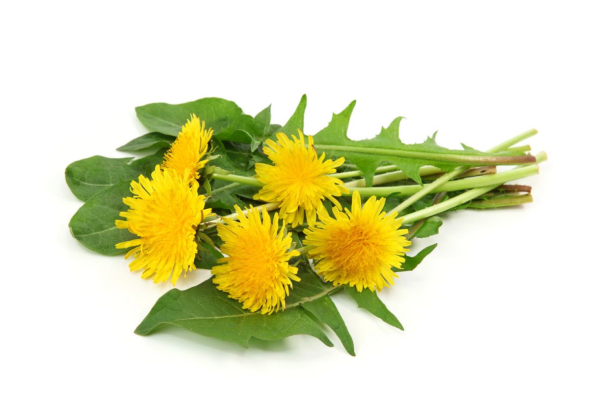 aktiv und gesund