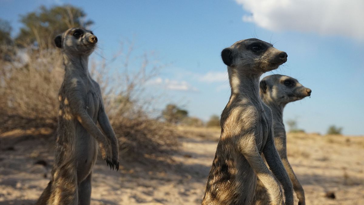 das wunder des lebens: tierbabys