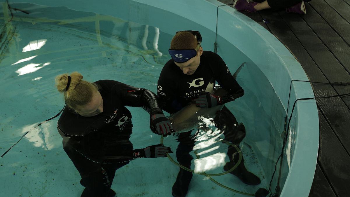 das atlanta-aquarium