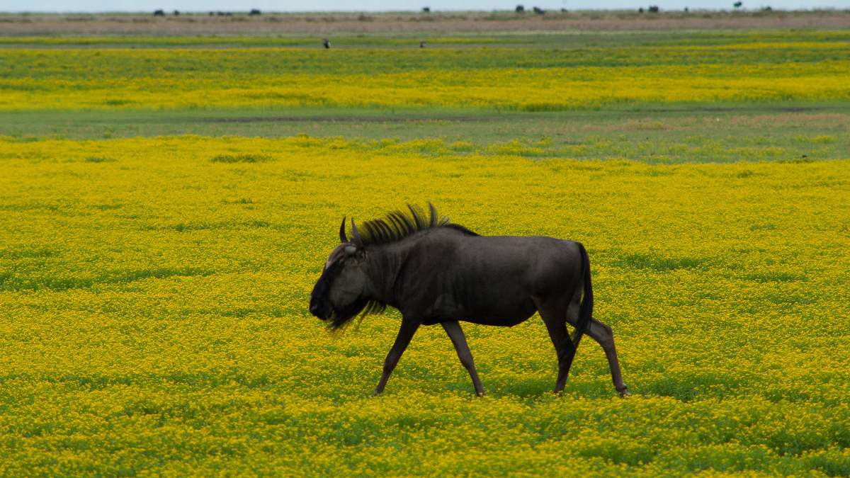 wildes afrika