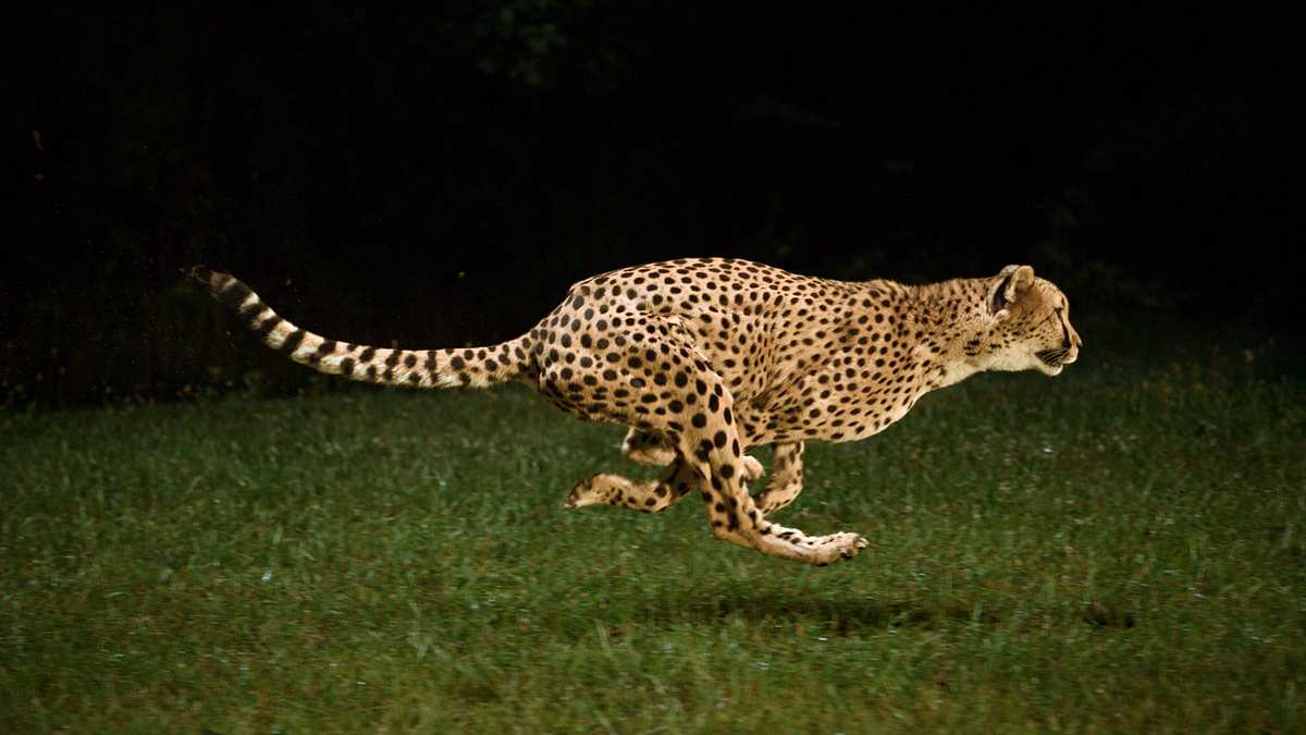 asiens tierische freaks