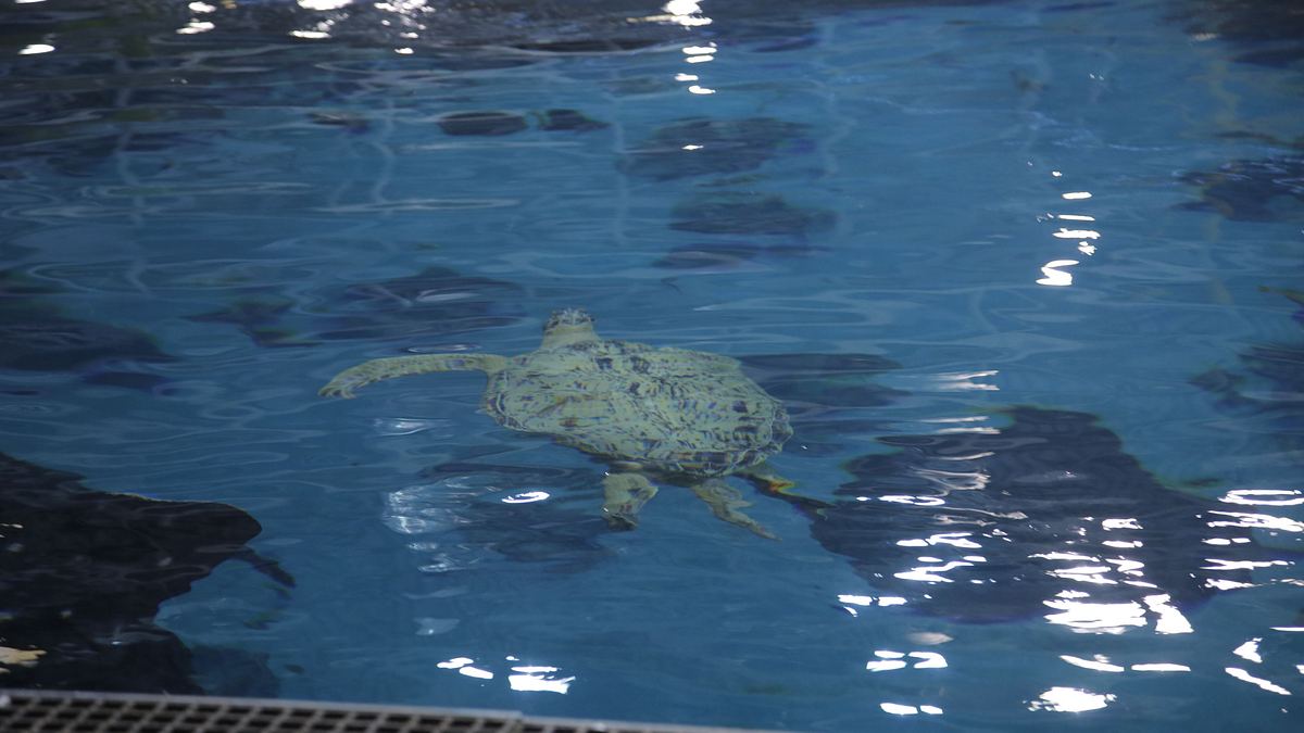 das atlanta-aquarium