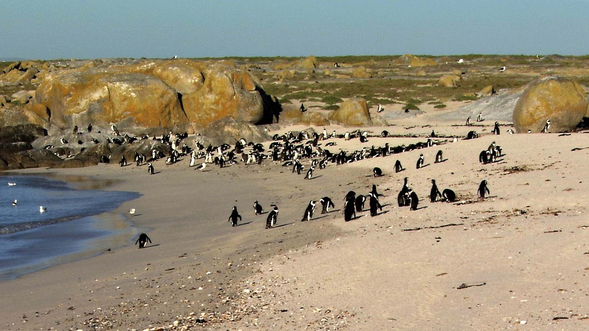 Wildes Afrika wildes afrika