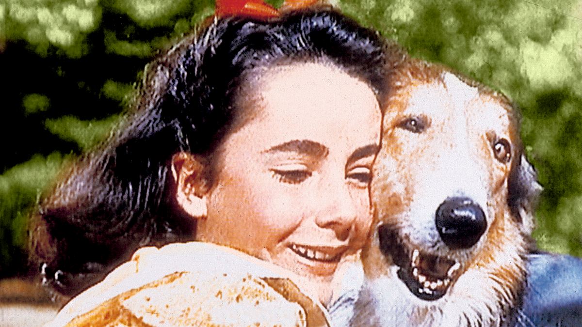 lassie - held auf vier pfoten