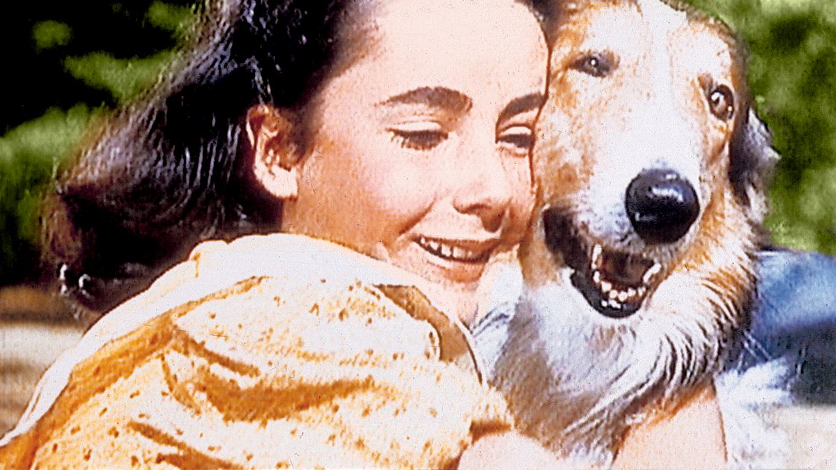 lassie - held auf vier pfoten