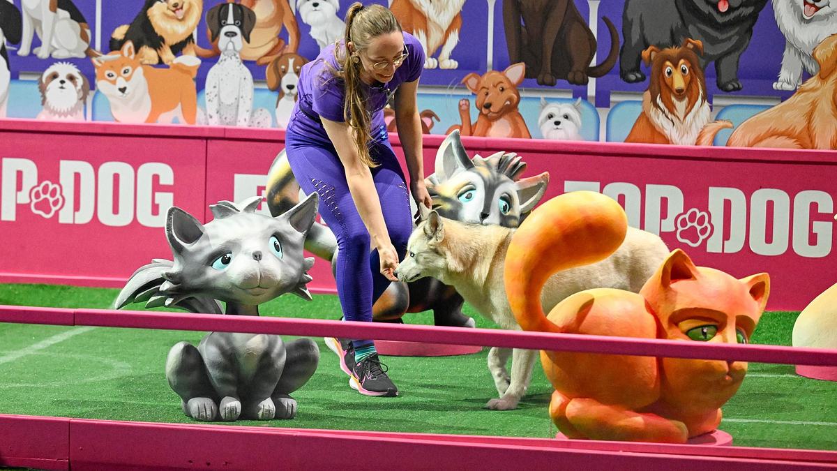 top dog germany - der beste hund deutschlands