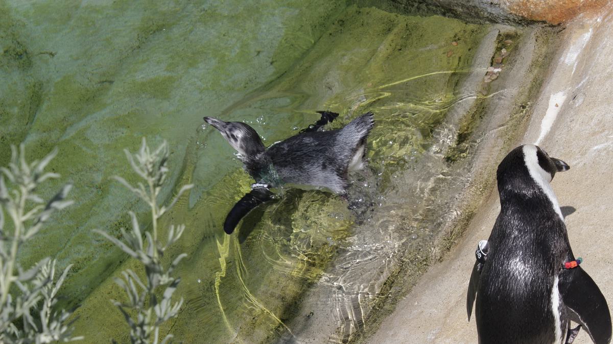 san diego zoo