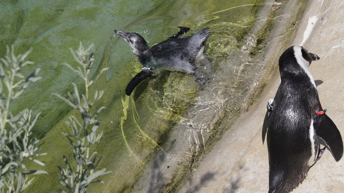 san diego zoo