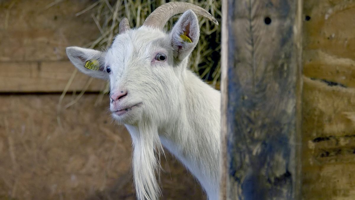 die sprache der tiere