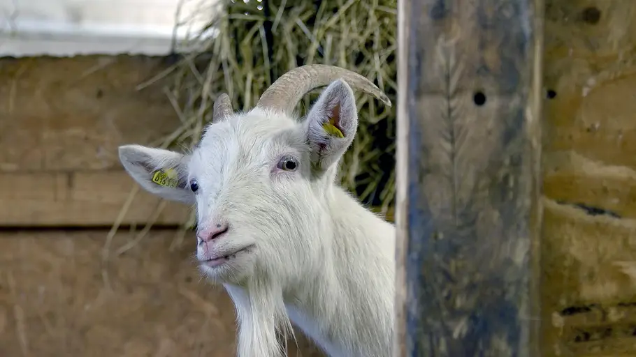 die sprache der tiere