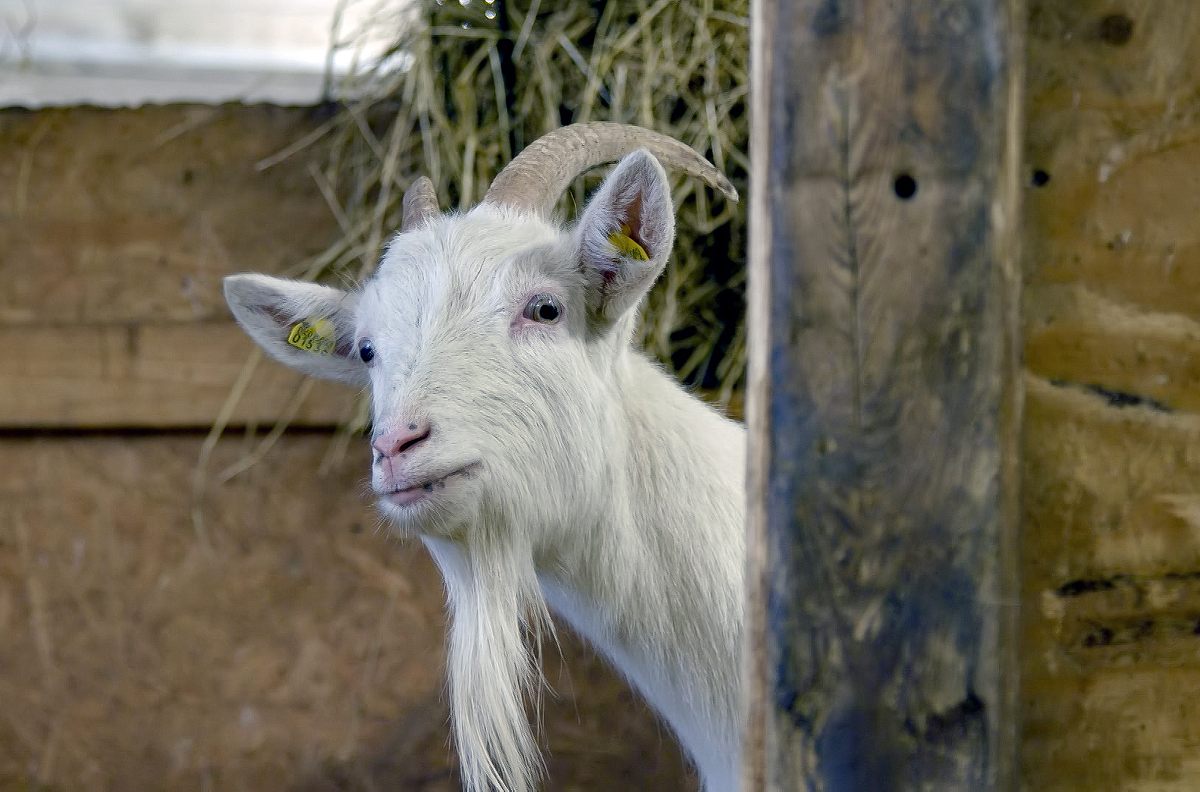 Die Sprache der Tiere die sprache der tiere