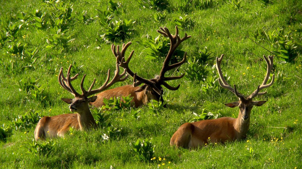 tierwelt der alpen