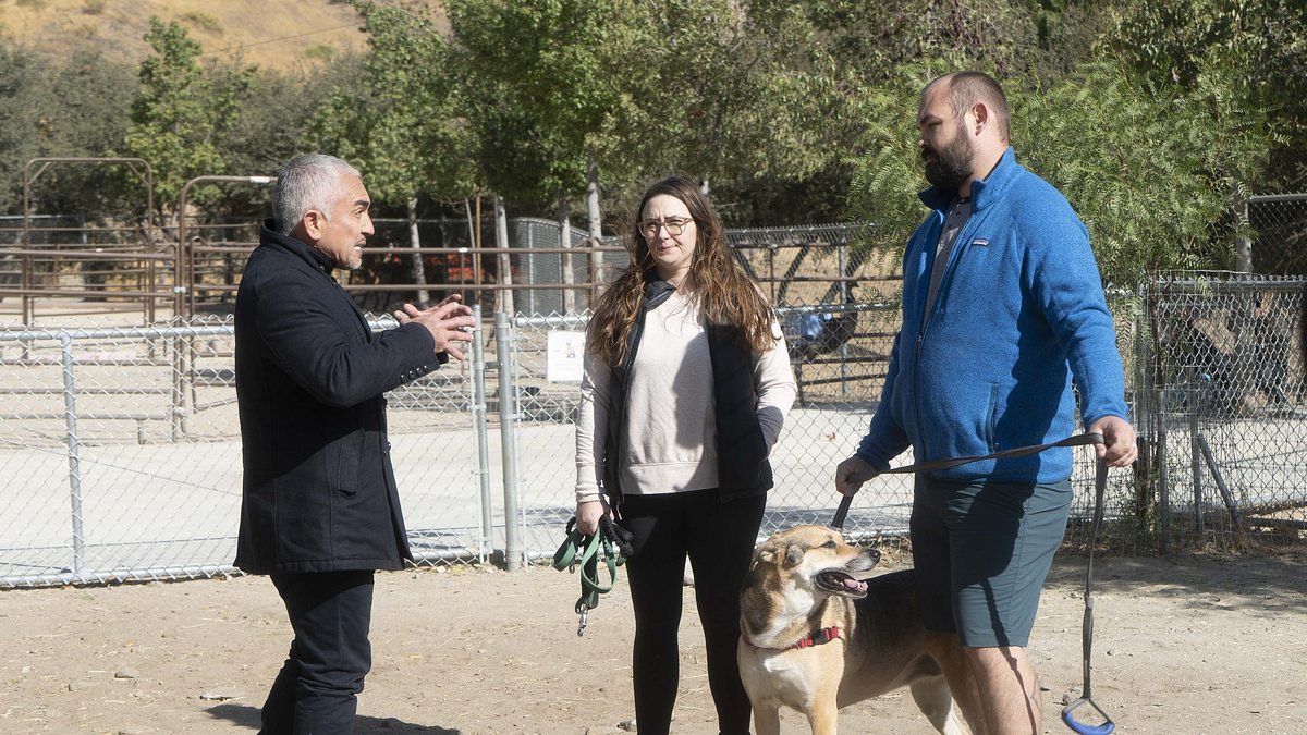 cesar millan: guter mensch, guter hund