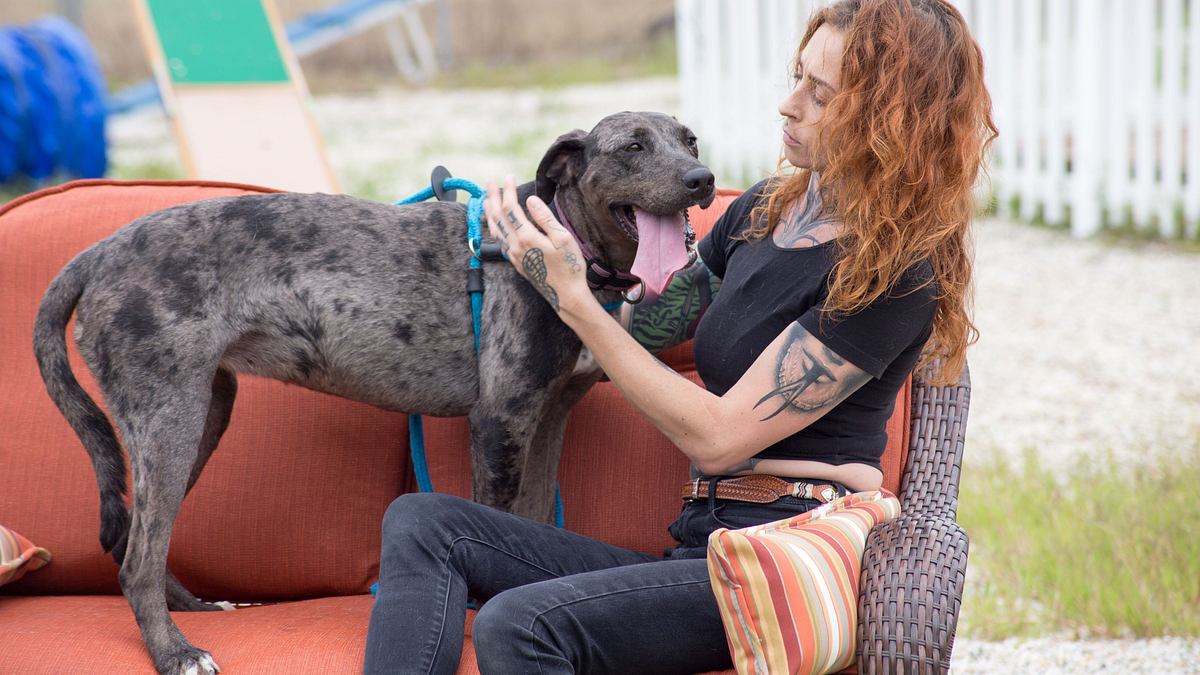 pitbulls auf bewährung