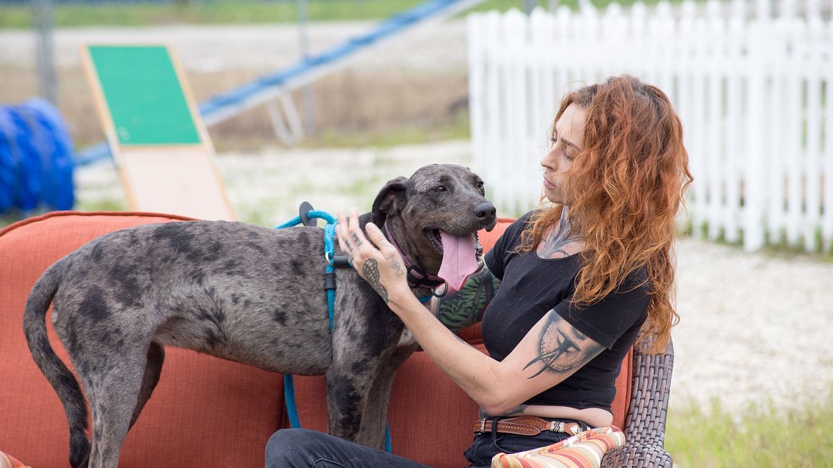 pitbulls auf bewährung