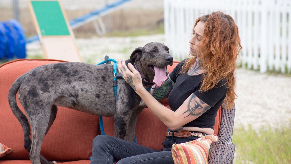 pitbulls auf bewährung