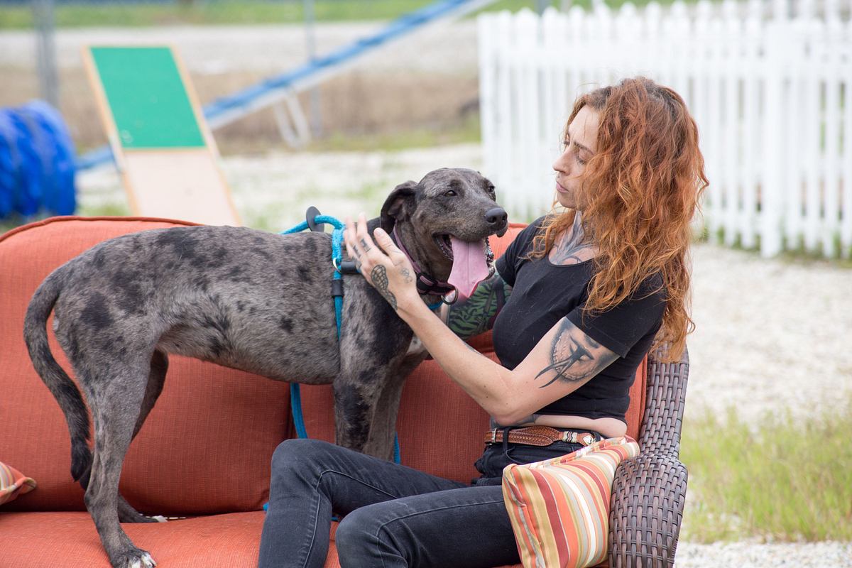 Pitbulls auf Bewährung pitbulls auf bewährung