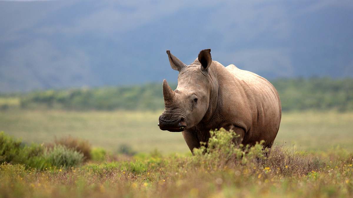 team wildlife südafrika