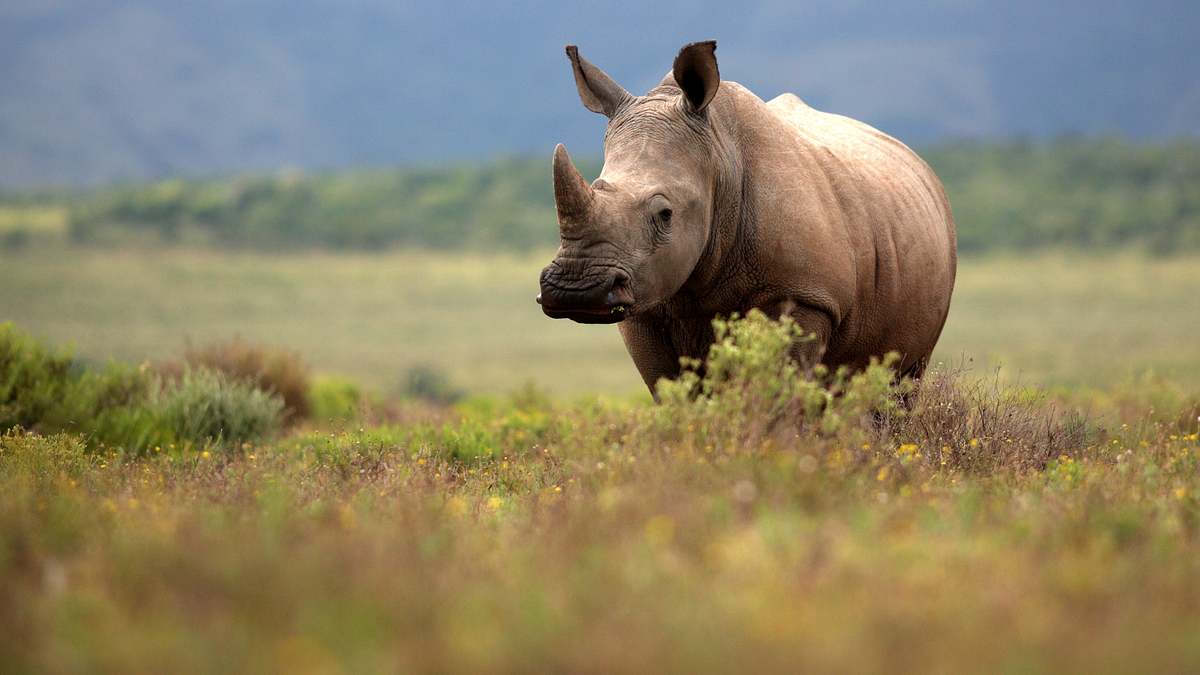 team wildlife südafrika