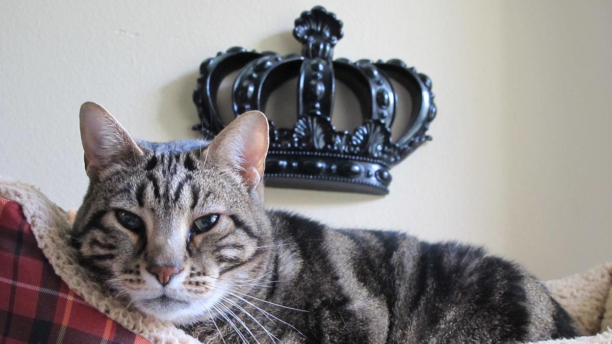 Der Katzenflüsterer der katzenflüsterer