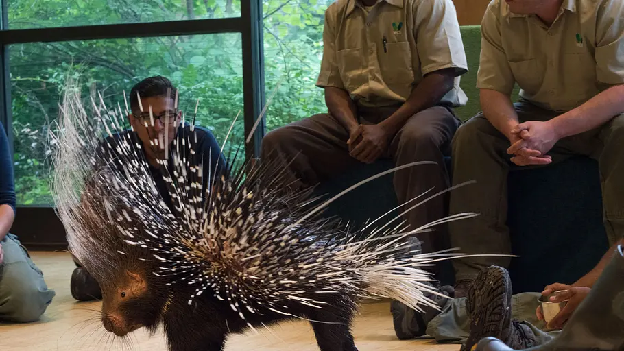 Bronx Zoo - Tierpark der Superlative bronx zoo - tierpark der superlative