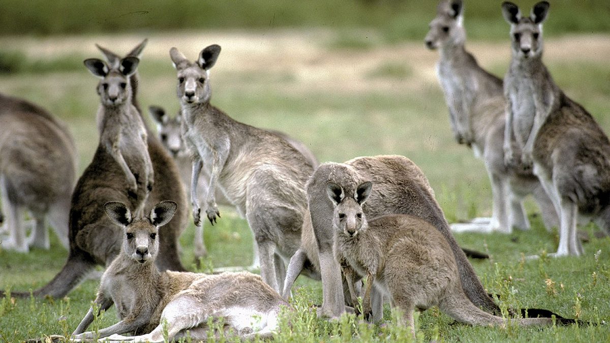 tiere außer rand und band