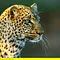 Die Leopardin Thumbnail
