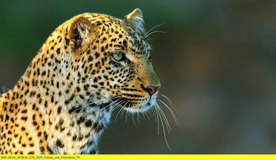 Die Leopardin die leopardin