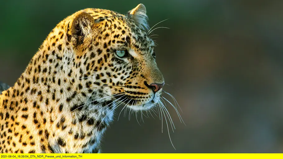 die leopardin