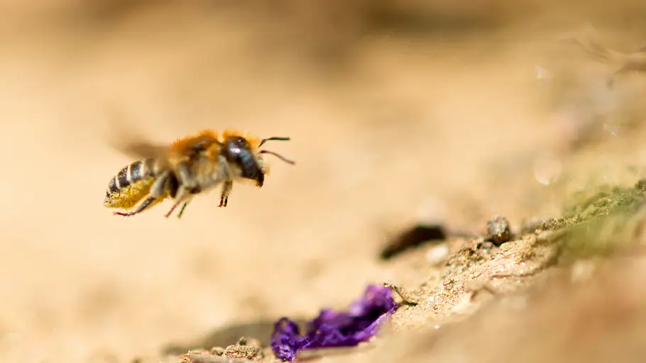 phoenix dok.thema: wilde bienen und gartenhelden