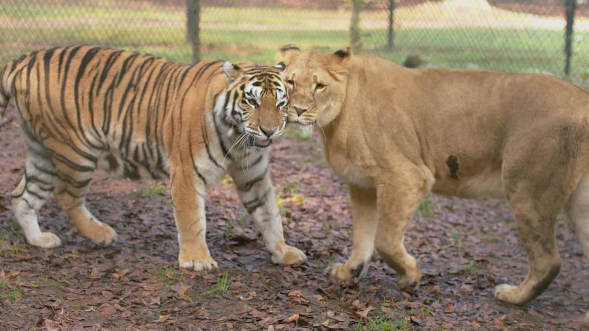 tierische freundschaften