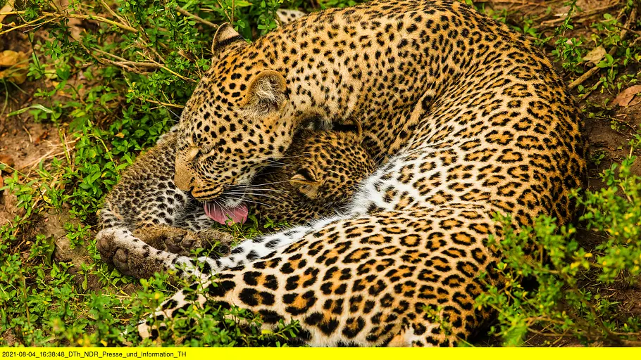 die leopardin