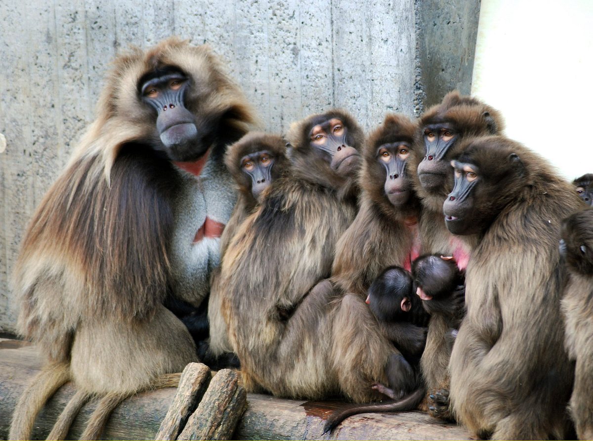 Eisbär, Affe & Co. eisbär, affe & co.