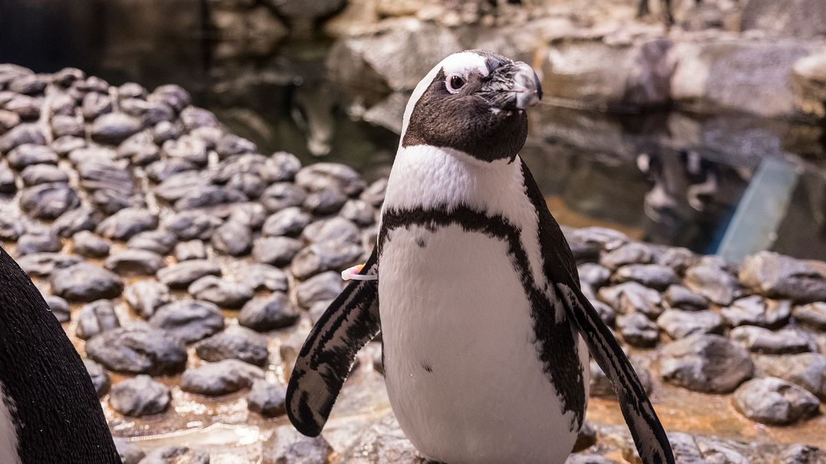 das atlanta-aquarium