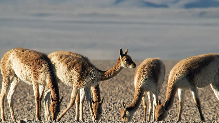 Wildes Argentinien wildes argentinien