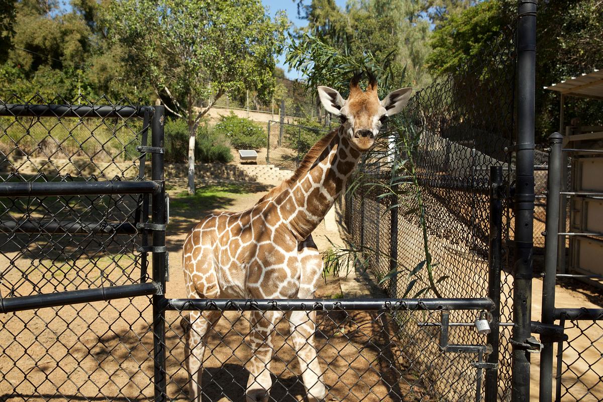 San Diego Zoo san diego zoo