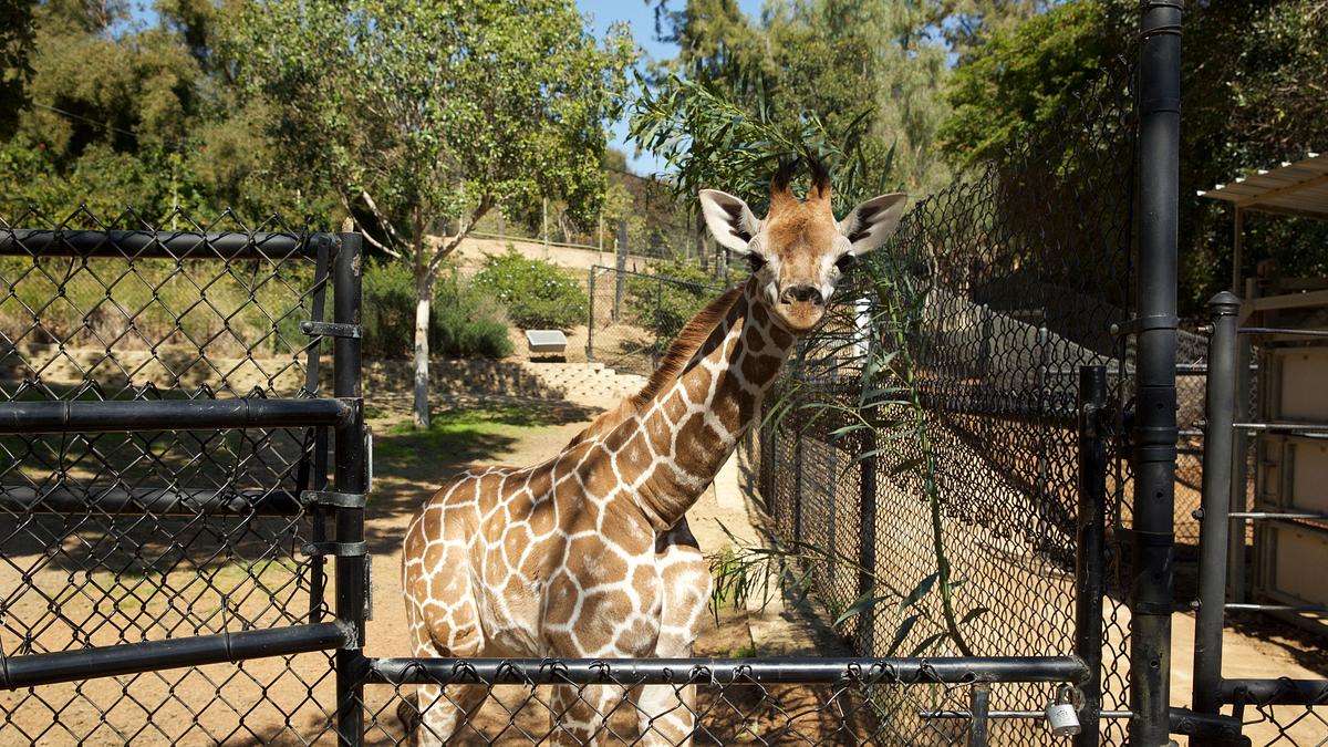 san diego zoo